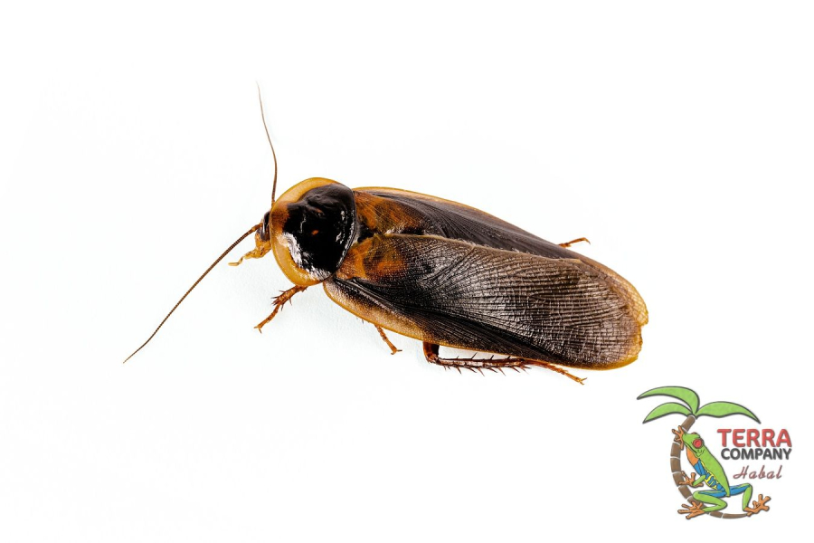 Blaptica dubia