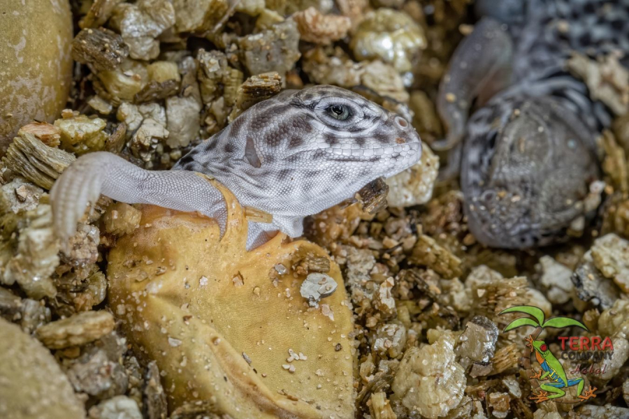 Crotaphytus collaris - Wichita Mountains