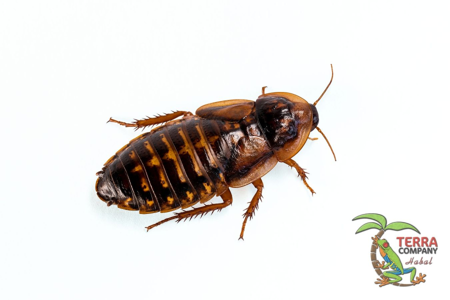 Blaptica dubia