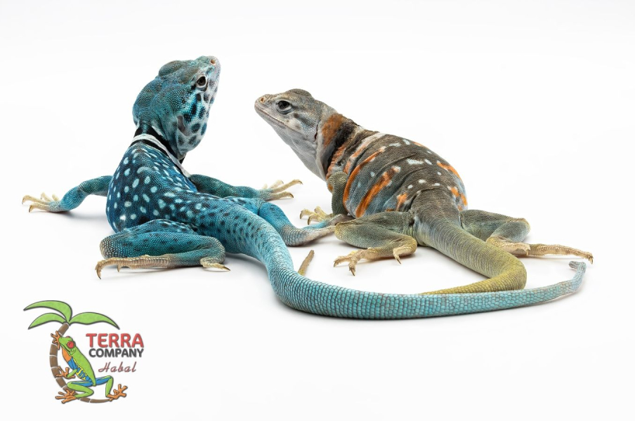 Crotaphytus dickersonae