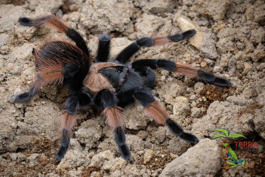 Brachypelma emilia
