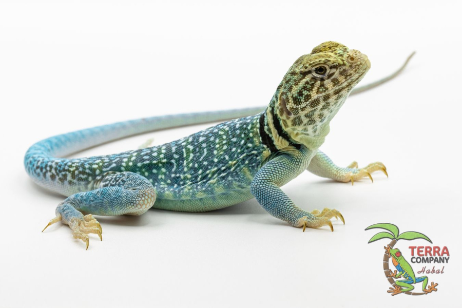 Crotaphytus collaris - Wichita Mountains
