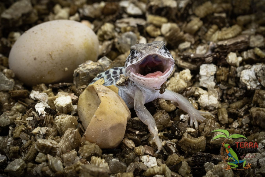 Crotaphytus collaris - Wichita Mountains