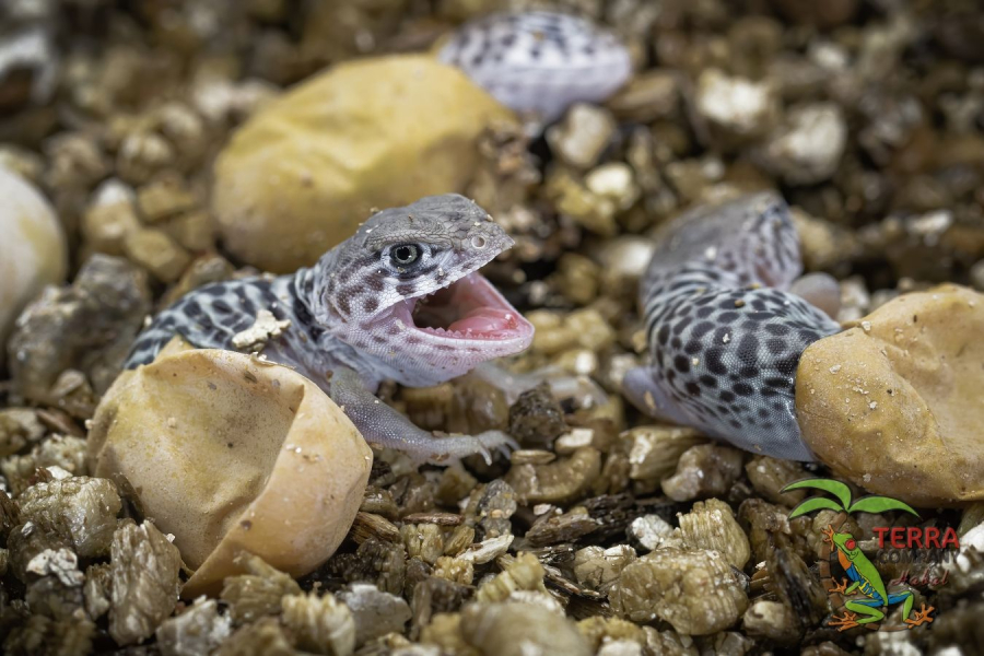 Crotaphytus collaris - Wichita Mountains